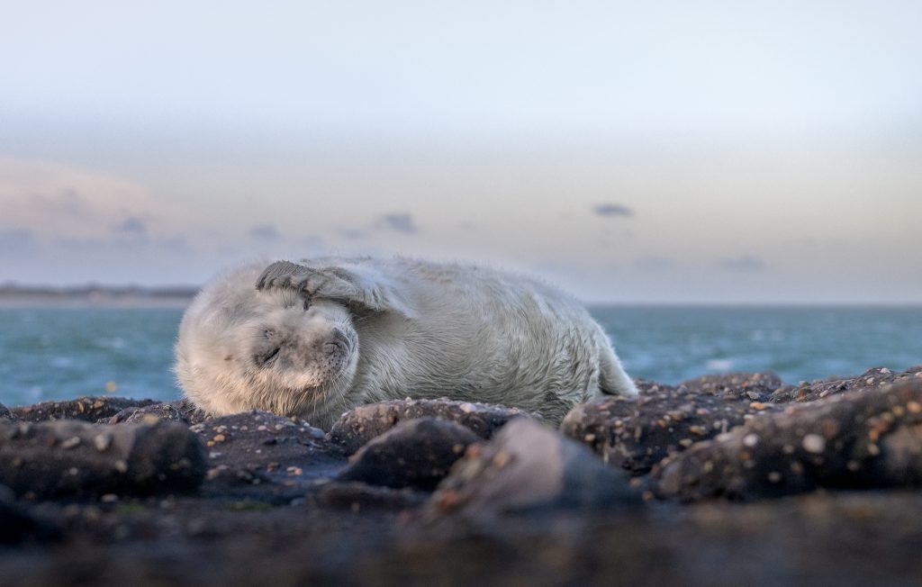 Zeehond pup