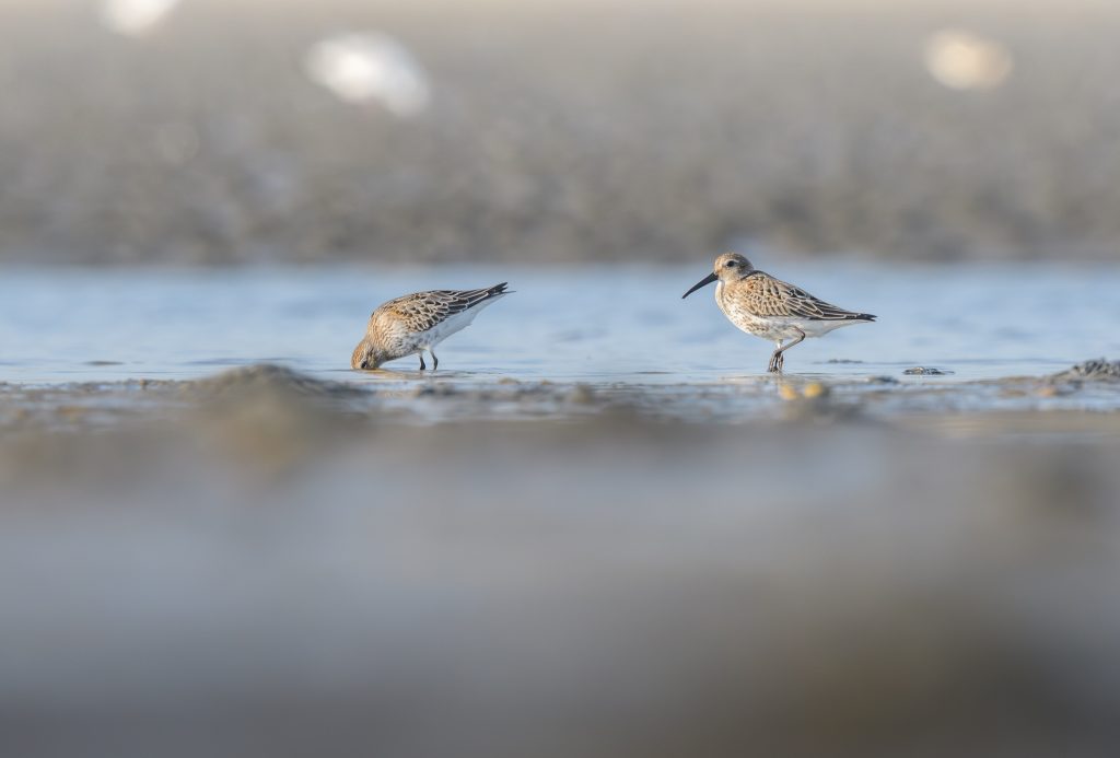 strandloper