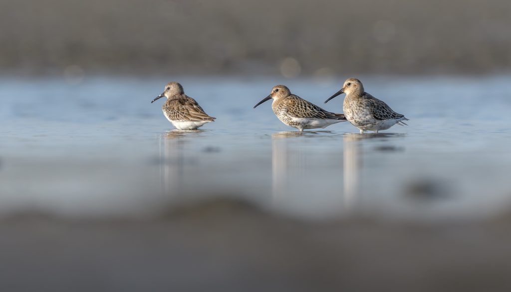 strandloper