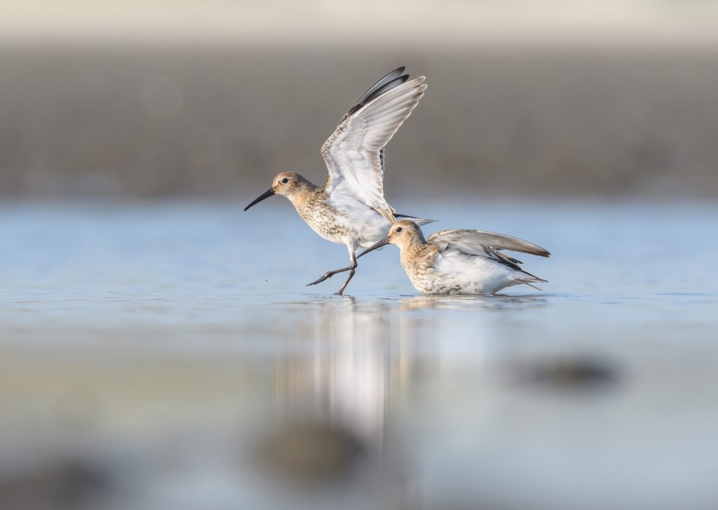 strandloper