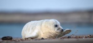zeehondpup