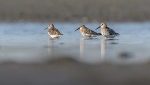 strandloper