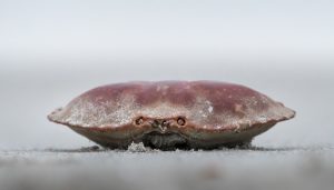 krab na zeemeeuw