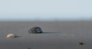 Strand schelp
