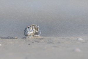 Zandstorm oester